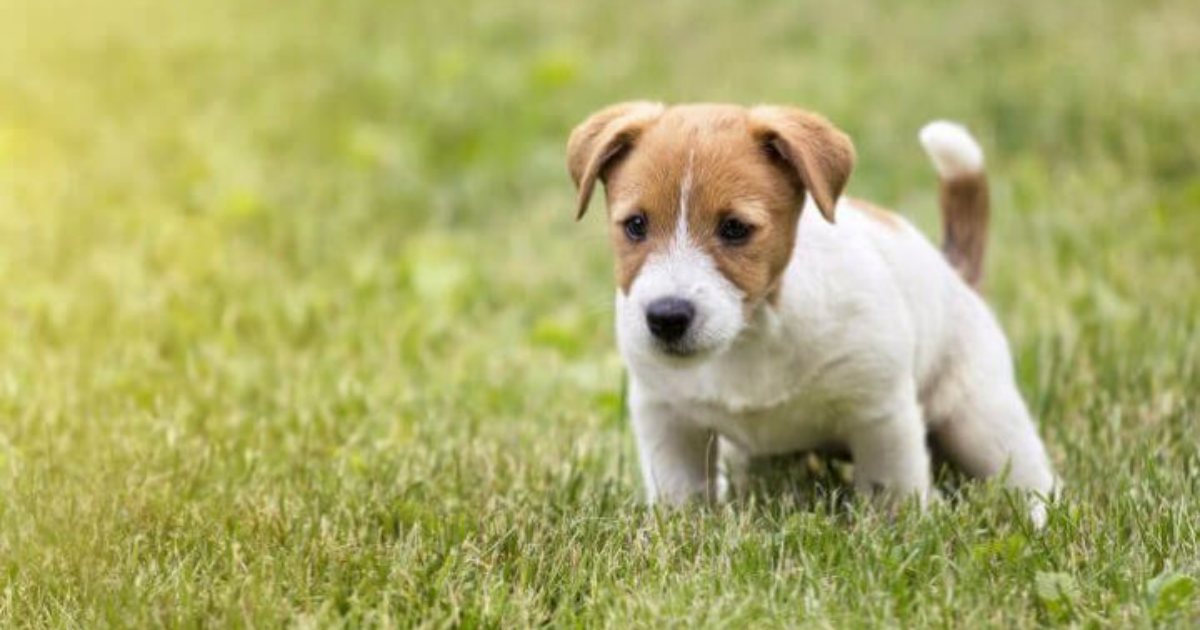 Is Dog Urine Killing Your Grass? You Can Fix It – Yard and Garage