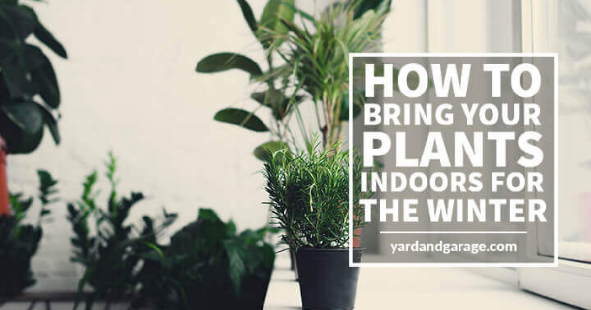 a-guide-to-bringing-your-plants-indoors-for-the-winter-yard-and-garage