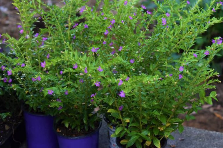 Mexican Heather – A Hardy Plant for Your Garden – Yard and Garage