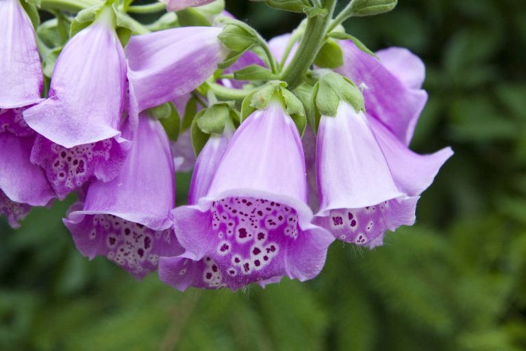 Beautiful Poisonous Flowers In Your Garden – Yard And Garage