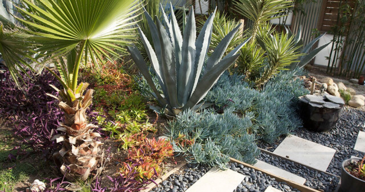 Xeriscape Ideas From Beginner to Advanced – Yard and Garage