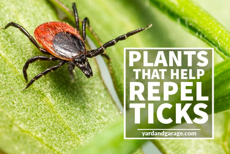 Plants That Help Repel Ticks Yard and Garage