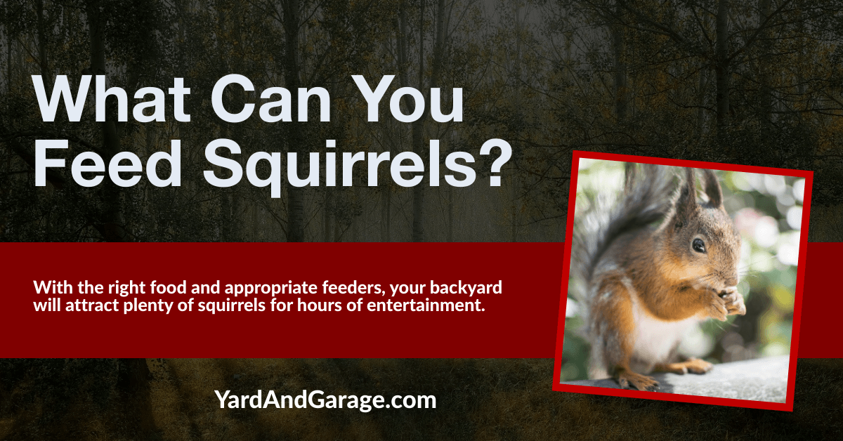 What Can You Feed Squirrels in Your Backyard? – Yard and Garage