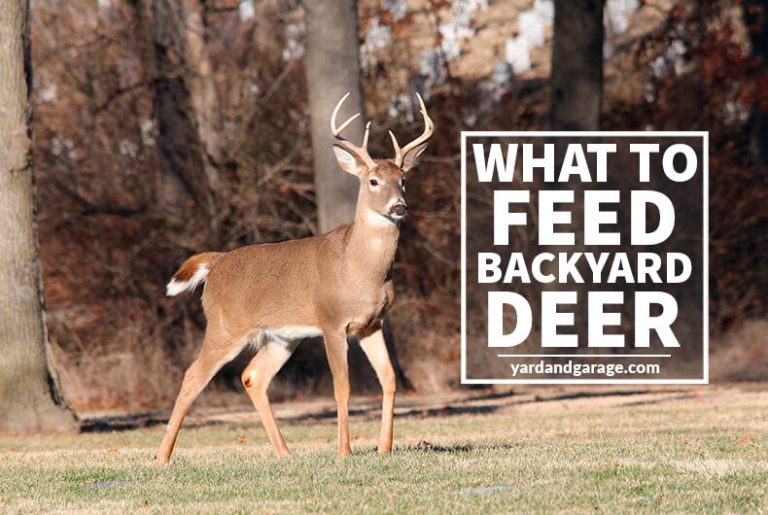 What to Feed Deer to Attract Them to Your Backyard Yard and Garage