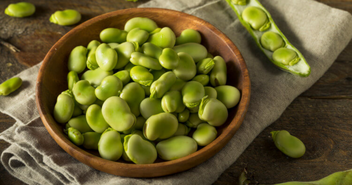 Growing Fava Beans From Seed – Yard and Garage