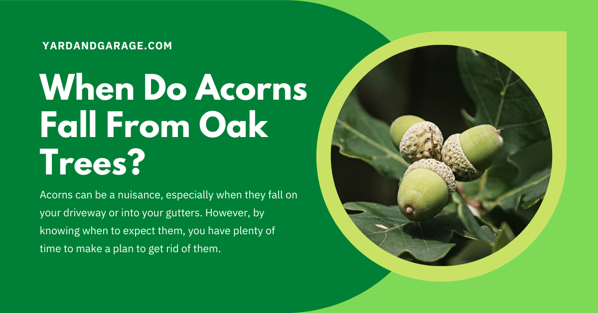 When Do Acorns Fall From Oak Trees? Yard and Garage