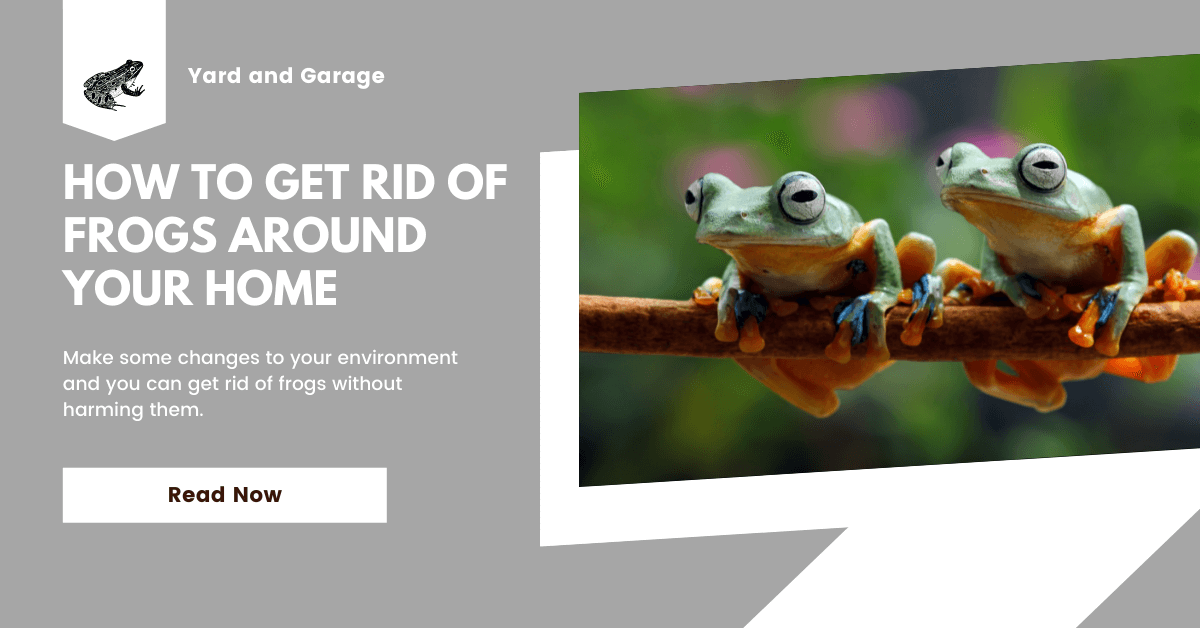 How to Keep Frogs Away From Your House? The Ultimate Guide – Yard and