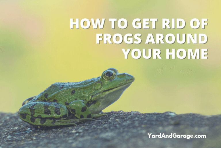 How to Keep Frogs Away From Your House? The Ultimate Guide – Yard and