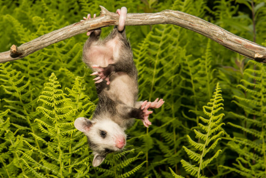 How Much Does A Possum Eat Each Night at Micheal Gustin blog