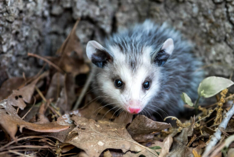 What Do Possums Eat? Is It Safe to Feed a Possum? – Yard and Garage