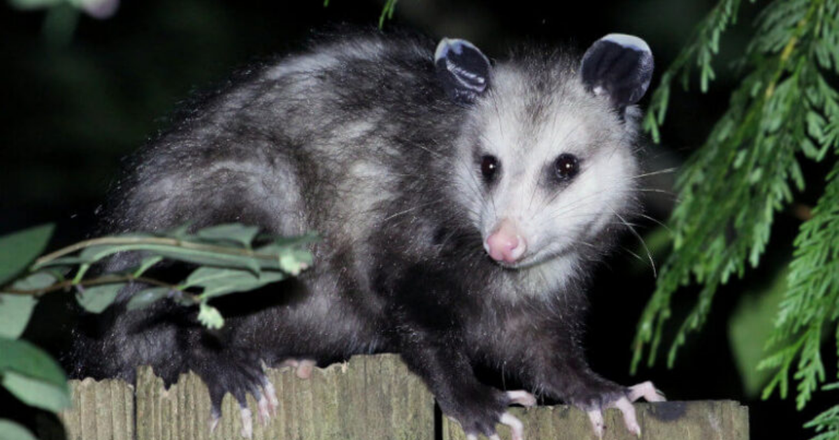 What Do Possums Eat? Is It Safe To Feed A Possum? – Yard And Garage