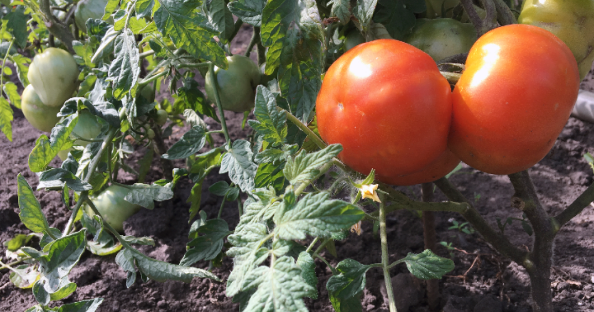 how-to-fix-and-prevent-white-spots-on-tomato-leaves-yard-and-garage